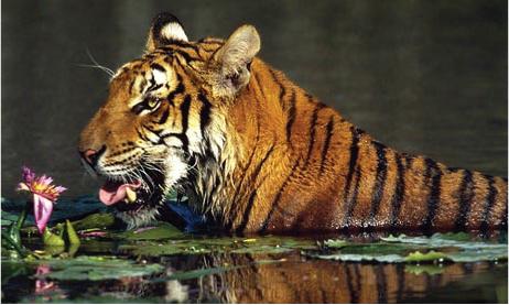 Travelogue: Journey To The Sundarban Jungle