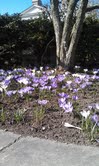 Garden Katha -Spring Is Here