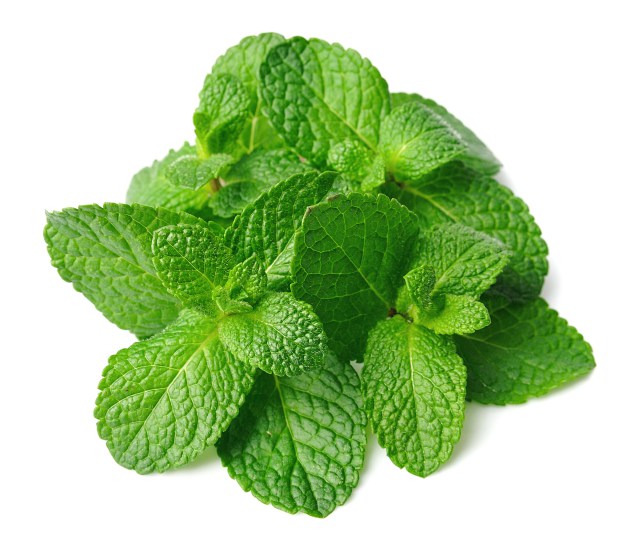 Recipes - The Cooling Mint