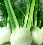 A Comprehensive Guide On How To Grow Fennel