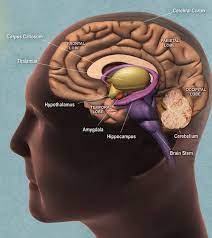 Aging: The Brain Of An Elderly Person