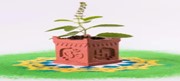 Importance And Benefits Of Tulsi In Our Puja Vidhi And Tulsi Vivah