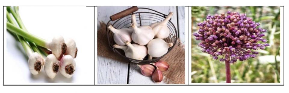 Know The Benefits Of Garlic