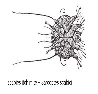 Ayurvedic And Homeopathic Remedies For Scabies