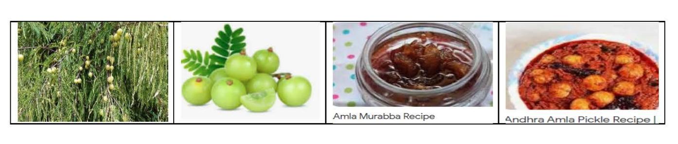 Know The Health Benefits Of Amla/Amalaki 