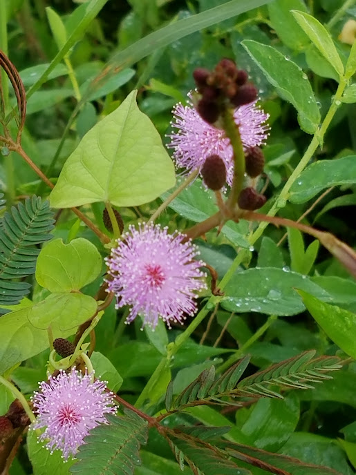 Picture Of The Fortnight