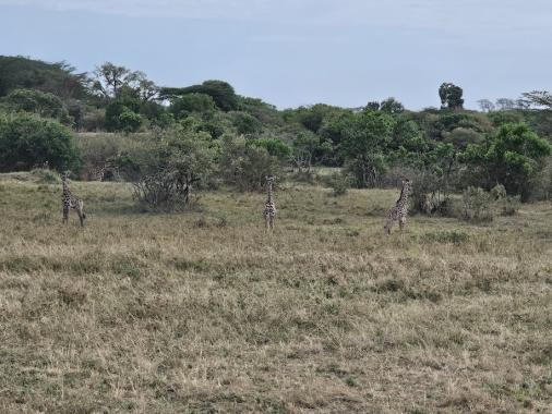 Picture Of The Fortnight