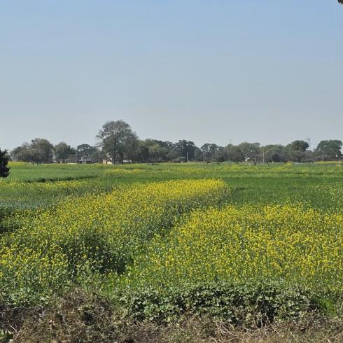 Picture Of The Fortnight