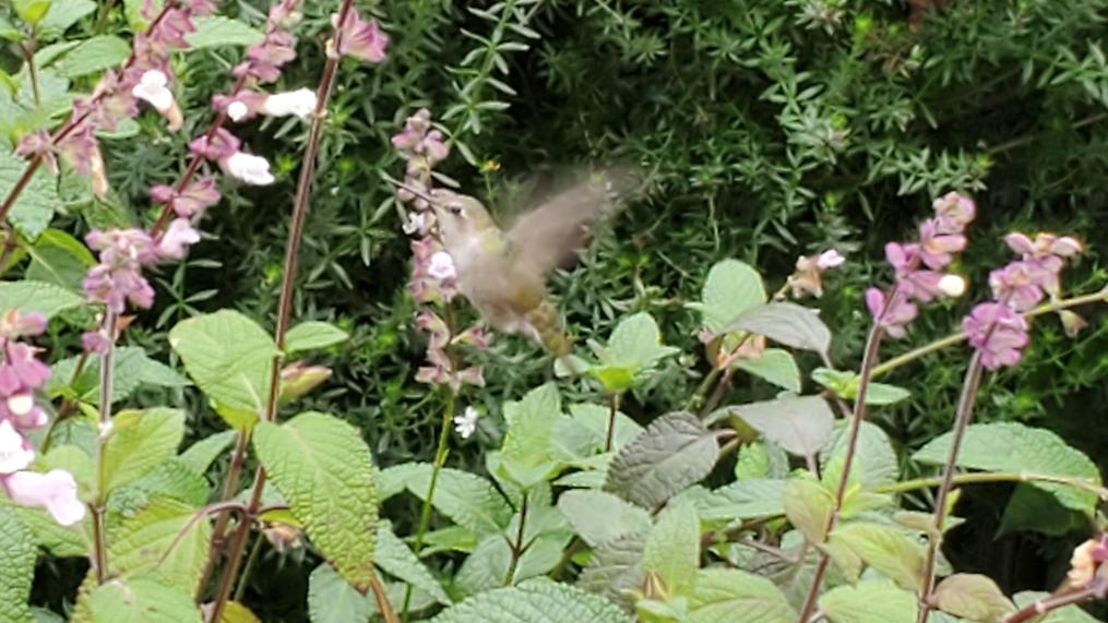 Picture Of The Fortnight