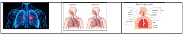 COPD: Holistic Care With Modern Medicine And Ayurvedic Support