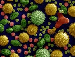 Staying Healthy During Pollen Season: A Guide For The Indian Community In The United States