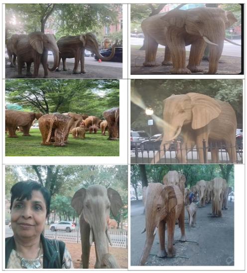 From India's Forests To Boston's Streets - A Herd With A Message