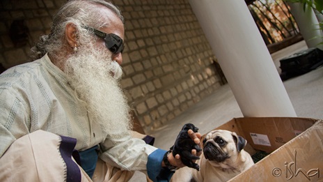 https://sg-dae.kxcdn.com/blog/wp-content/uploads/2014/03/sadhguru-with-new-born-pugs-spot-20140326-2.jpg